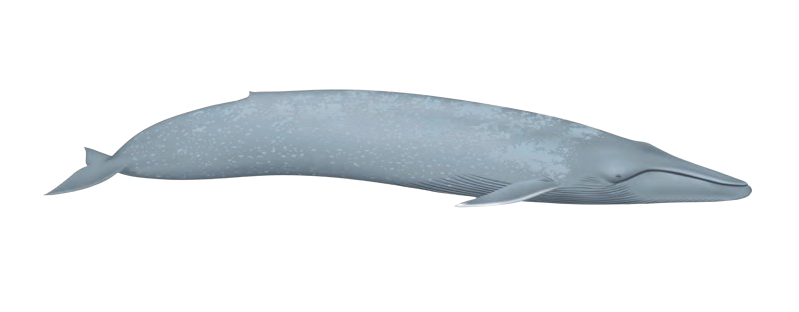 Ilustración de una ballena azul vista de perfil