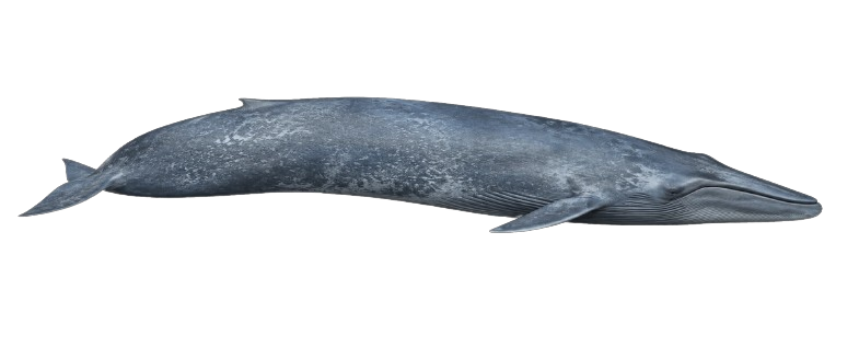 Ilustración de una ballena azul vista de perfil