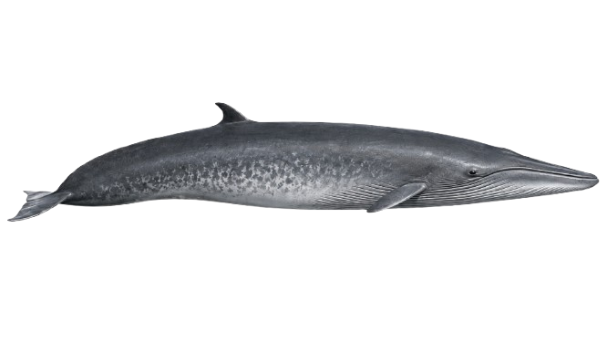 Ilustración de una ballena de Bryde vista de perfil