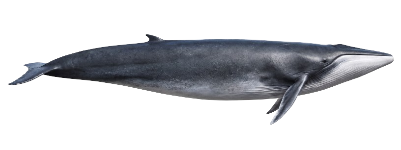 Ilustración de una ballena fin vista de perfil