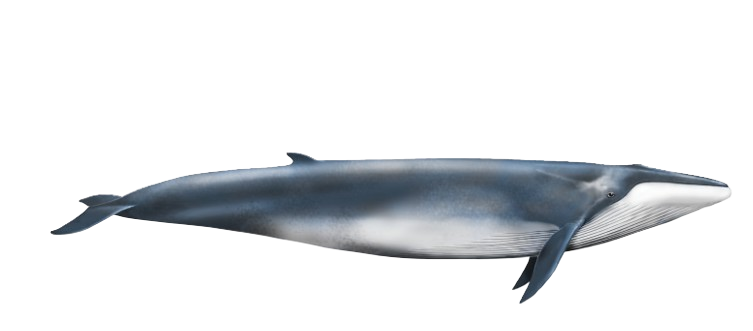Ilustración de una ballena fin vista de perfil
