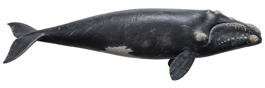 Ilustración de una ballena franca austral vista de perfil