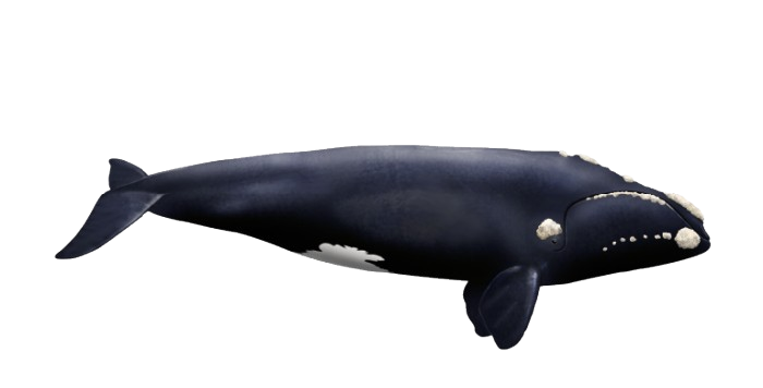 Ilustración de una ballena franca austral vista de perfil