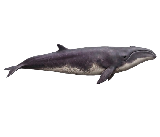 Ilustración de una ballena franca pigmea vista de perfil