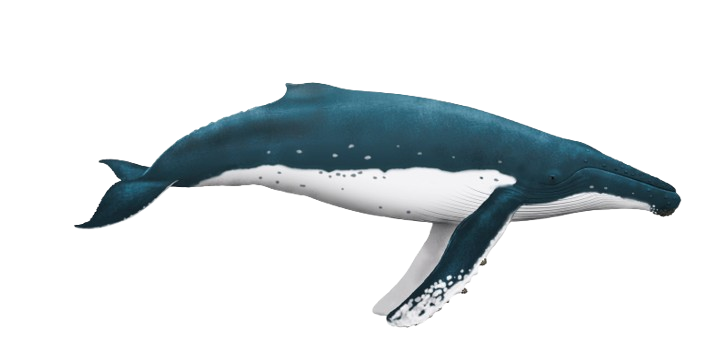 Ilustración de una ballena jorobada vista de perfil