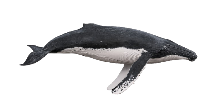 Ilustración de una ballena jorobada vista de perfil
