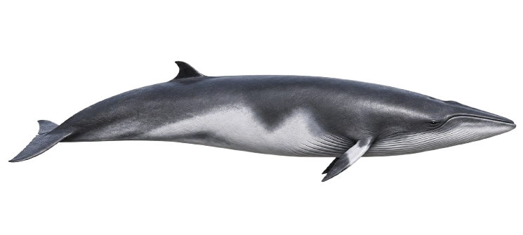 Ilustración de una ballena minke antártica vista de perfil