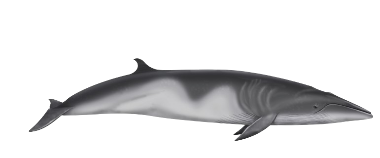 Ilustración de una ballena minke antártica vista de perfil