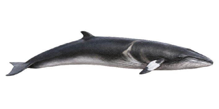 Ilustración de una ballena minke enana vista de perfil
