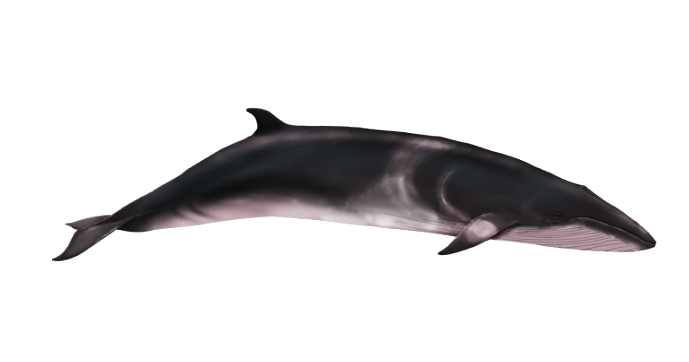 Ilustración de una ballena minke enana vista de perfil