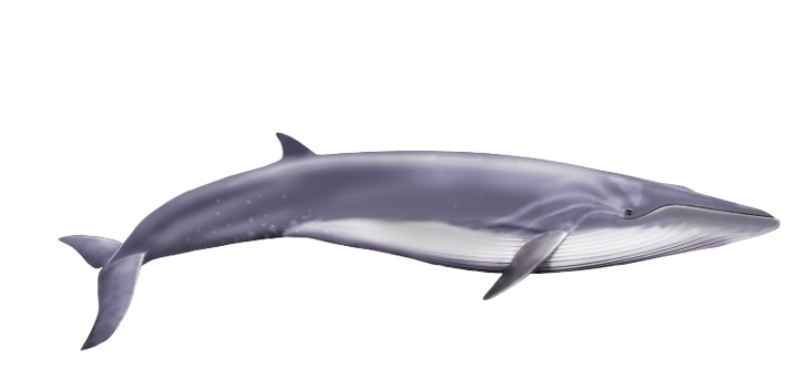 Ilustración de una ballena sei vista de perfil