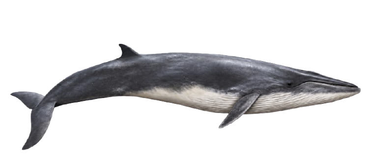 Ilustración de una ballena sei vista de perfil