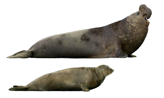 Ilustración de un elefante marino del sur macho y una hembra