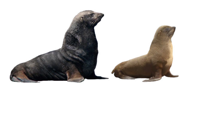 Ilustración de una hembra y un macho de lobo marino de dos pelos