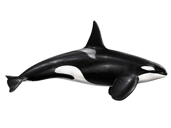 Ilustración de una orca vista de perfil