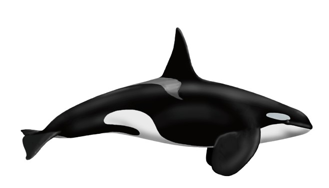 Ilustración de una orca vista de perfil
