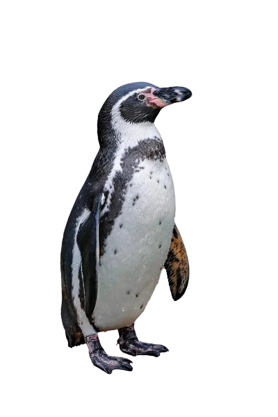 Imagen de un pingüino de Magallanes de perfil