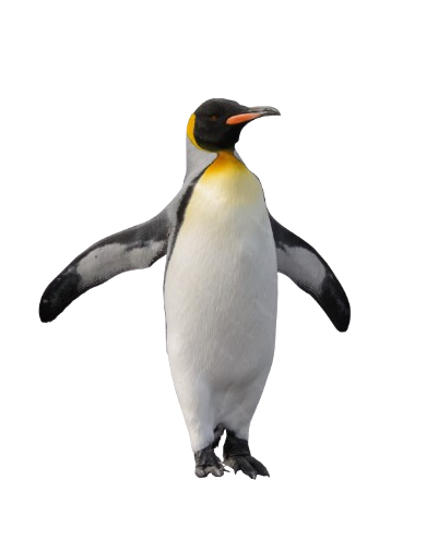 Imagen de un pingüino rey de frente