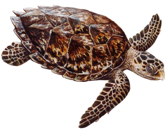 Imagen de una tortuga carey nadando