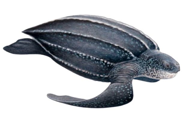 Imagen de una tortuga laúd nadando