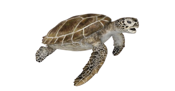 Imagen de una tortuga verde nadando